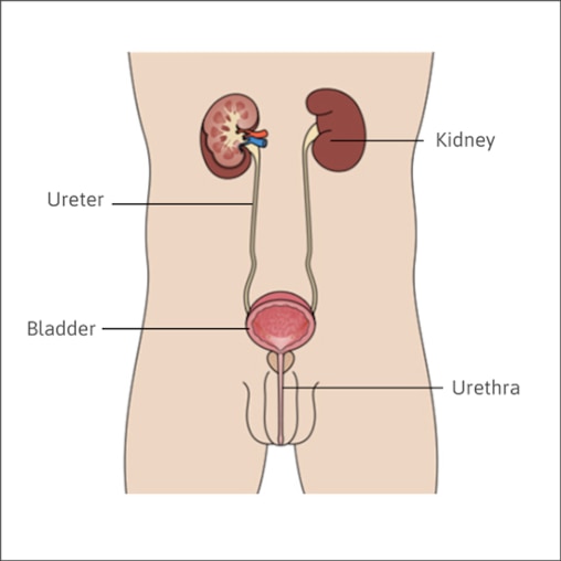 Illustration of a man's body with bladder, kidney and urethra