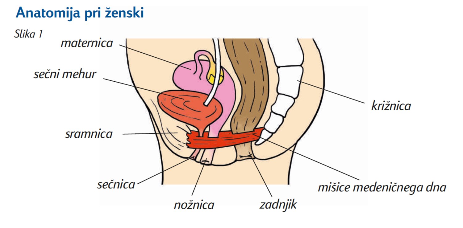 žensk anatomija