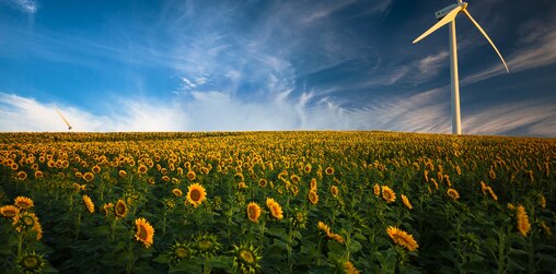 Ein Sonnenblumenfeld mit einer Windkraftanlage im Hintergrund 