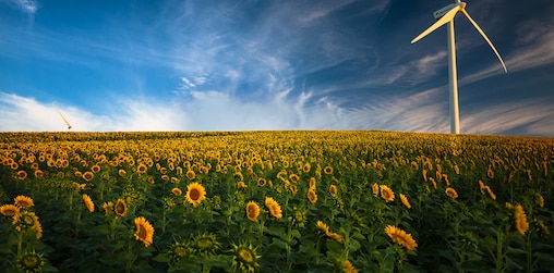 Ein Sonnenblumenfeld mit einer Windkraftanlage im Hintergrund 