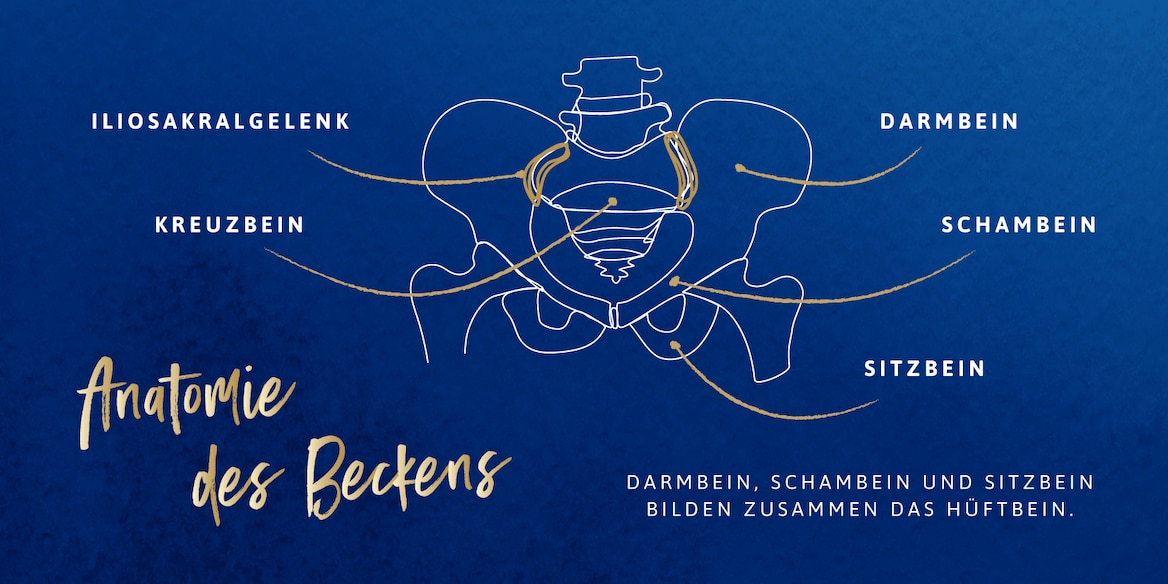 Illustration zur Anatomie des Beckens mit ISG, Kreuzbein, Darmbein, Schambein und Sitzbein
