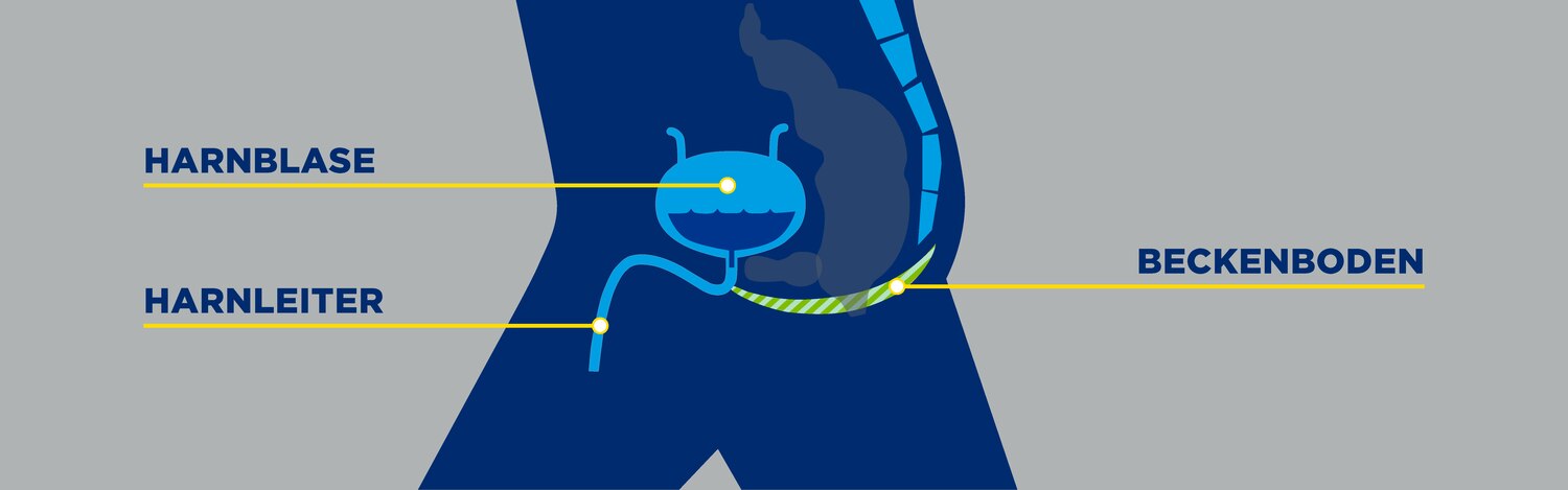 Anatomische Darstellung des Unterleibs eines Mannes, mit Beckenboden inklusive PC-Muskel, Harnblase und Harnleiter