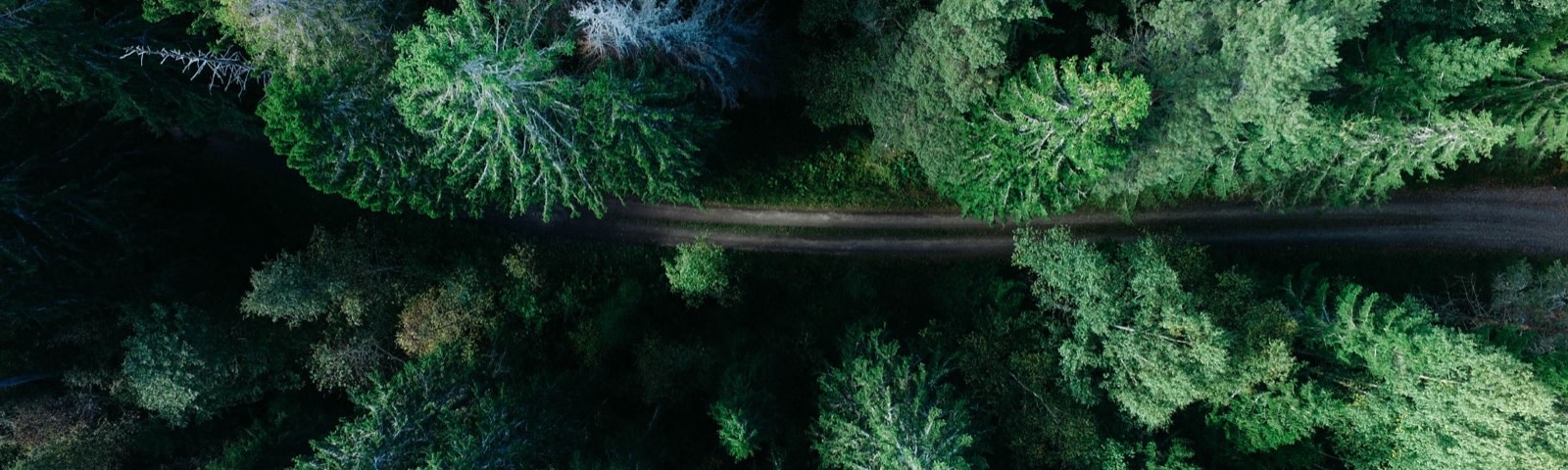 Et billede taget oppefra af en mørkegrøn skov.